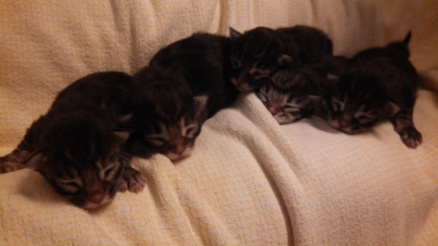 Sokoki kittens day two